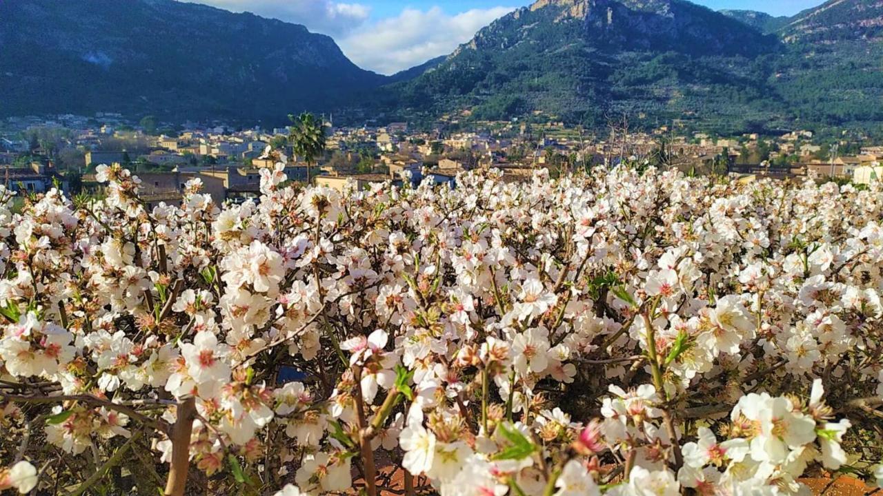 Villa Ideal Sóller Eksteriør billede